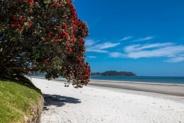 Apartment On The Beach Onetangi Beach Pohutukawa in Bloom