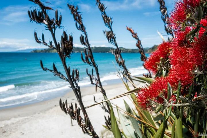 Bay Song Onetangi Onetangi beach in summer