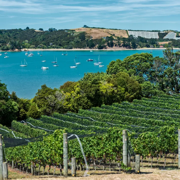 Waiheke Vineyards